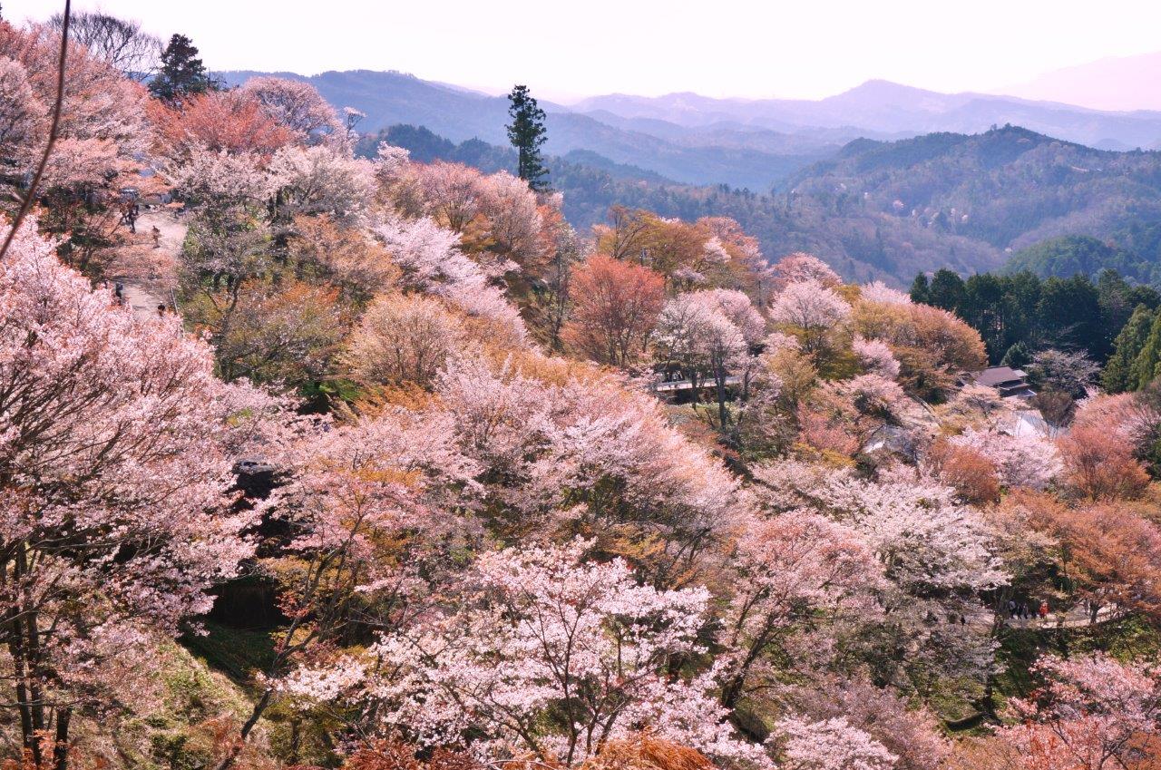 Cherry-blossom-flowers-mount-Yoshino-shutterstock-1276443280