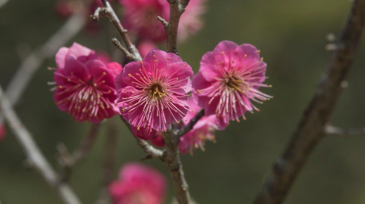 Plum-blossoms-in-Kairakuen-shutterstock-1039527343