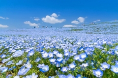 Hitachi-Seaside-Park-shutterstock-392216470