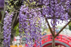 Kameido-Tenjin-Shrine-wisteria-shutterstock-639847849
