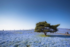 Nemophilas-Hitachi-Seaside-Park-shutterstock-1080430946