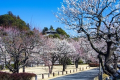 Plum-Blossom-Kairakuen-Garden-shutterstock-386952955