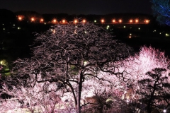 Plum-Festival-Ibaraki-shutterstock-1348869389