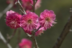 Plum-blossoms-in-Kairakuen-shutterstock-1039527343