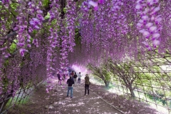 Tunnel-Wisteria-Kawachi-Fujien-shutterstock-1212615277